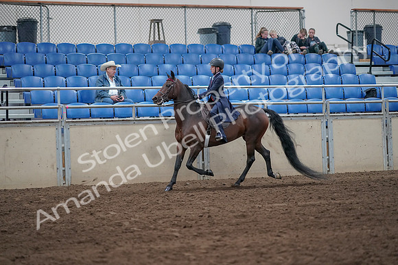 2019 Morgan Horse Show - Sept 01, 2019 - 12738