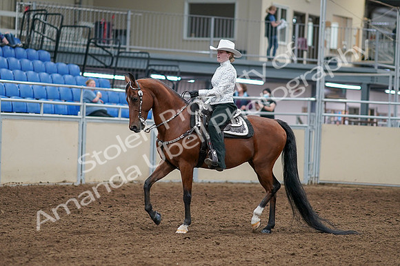 2020 - AB Morgan Horse - Fri, Sept 04 - 03475