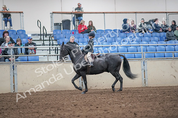 2019 Morgan Horse Show - Aug 31, 2019 - 19475