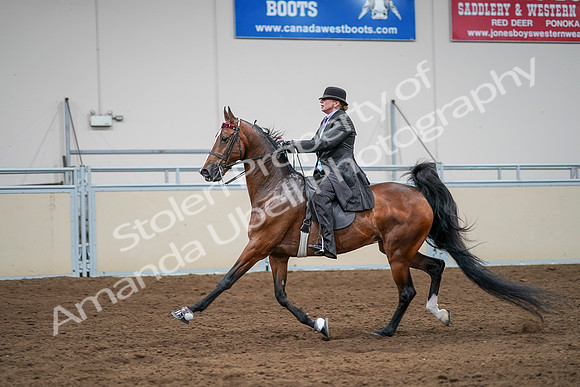 2020 - AB Morgan Horse - Sat, Sept 05 - 13189