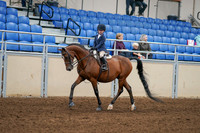 2020 - AB Morgan Horse - Fri, Sept 04 - 04478