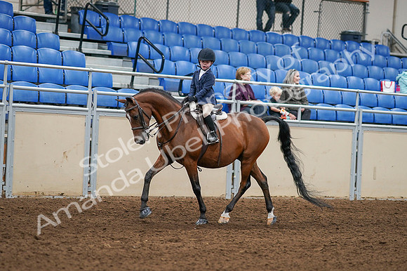 2020 - AB Morgan Horse - Fri, Sept 04 - 04478