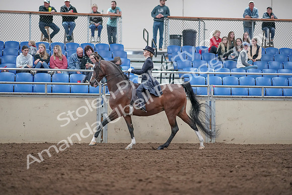 2019 Morgan Horse Show - Aug 31, 2019 - 20590
