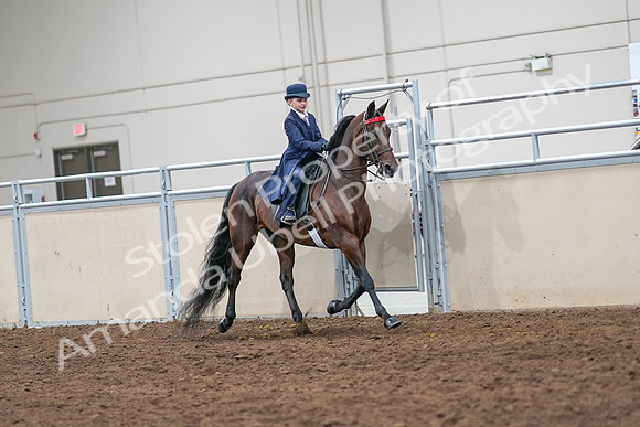 2020 - AB Morgan Horse - Sat, Sept 05 - 04869