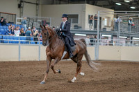 2020 - AB Morgan Horse - Fri, Sept 04 - 11083