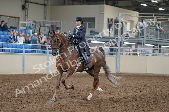 2020 - AB Morgan Horse - Fri, Sept 04 - 11083