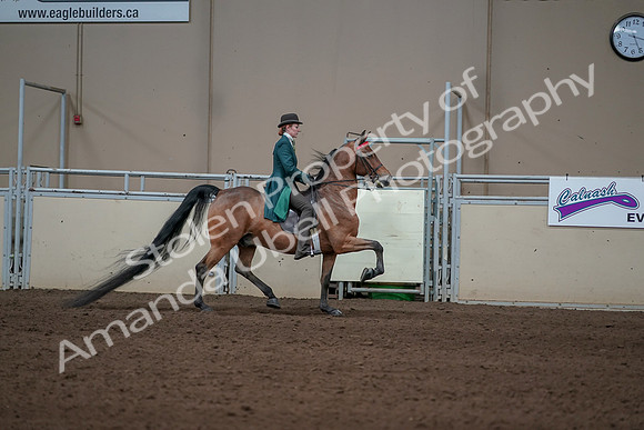 2019 Morgan Horse Show - Sept 01, 2019 - 13321