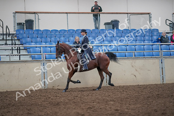 2019 Morgan Horse Show - Aug 31, 2019 - 09250