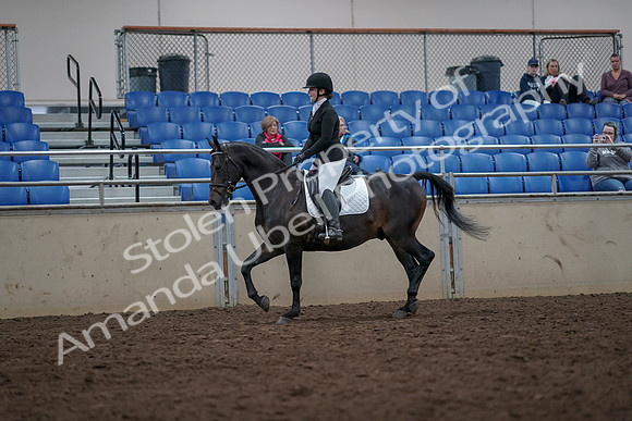 2019 Morgan Horse Show - Aug 31, 2019 - 16540