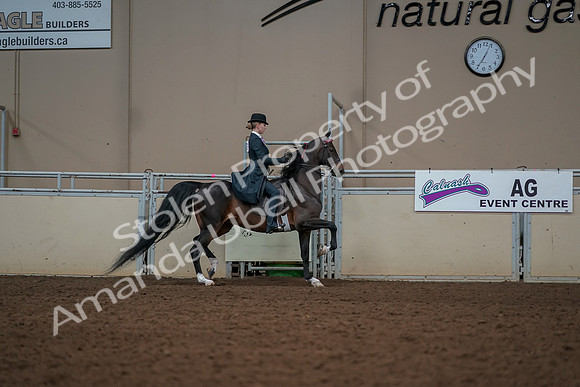 2019 Morgan Horse Show - Aug 30, 2019 - 25259