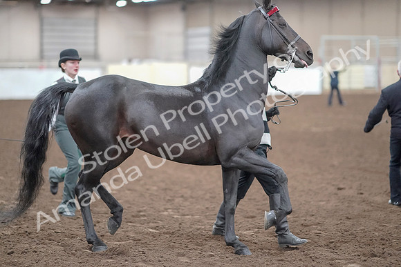 2019 Morgan Horse Show - Aug 31, 2019 - 00868