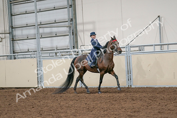 2020 - AB Morgan Horse - Sat, Sept 05 - 04825