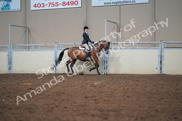 2019 Morgan Horse Show - Aug 30, 2019 - 20751