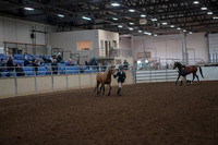 2019 Morgan Horse Show - Aug 31, 2019 - 01482