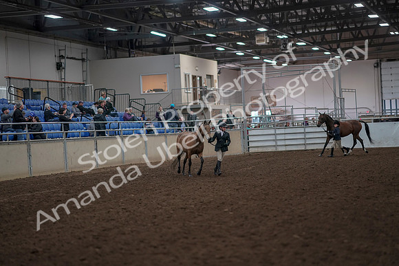 2019 Morgan Horse Show - Aug 31, 2019 - 01482