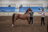 2019 Morgan Horse Show - Aug 31, 2019 - 01343