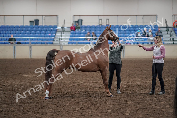 2019 Morgan Horse Show - Aug 31, 2019 - 01343