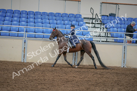 2020 - AB Morgan Horse - Sat, Sept 05 - 04791