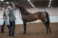 2019 Morgan Horse Show - Aug 31, 2019 - 02852