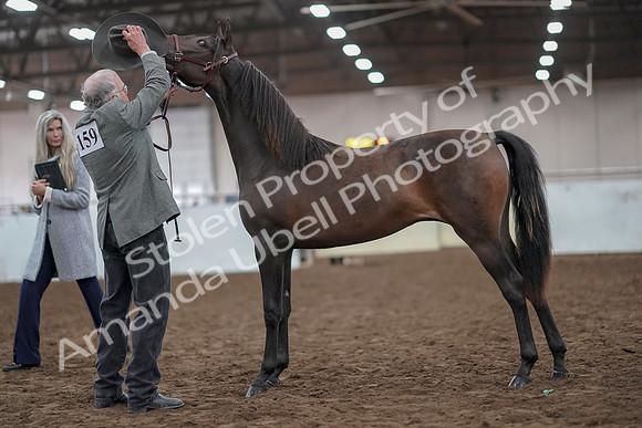 2019 Morgan Horse Show - Aug 31, 2019 - 02852