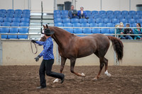 2019 Morgan Horse Show - Aug 31, 2019 - 02919