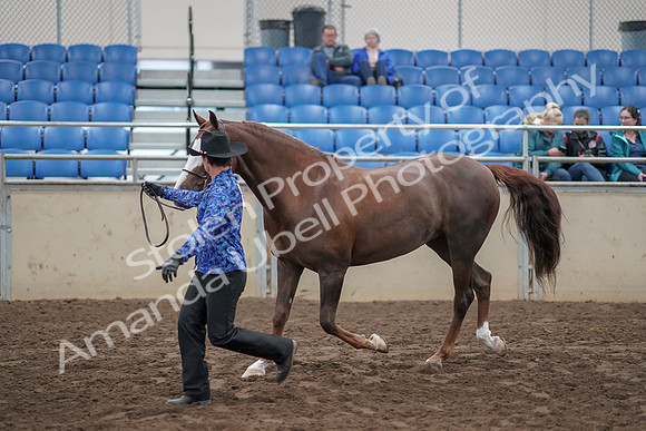 2019 Morgan Horse Show - Aug 31, 2019 - 02919