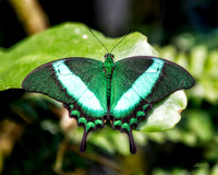 Insects - 021