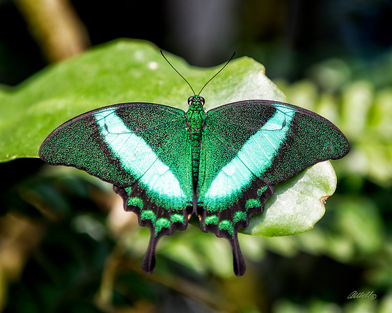 Insects - 021