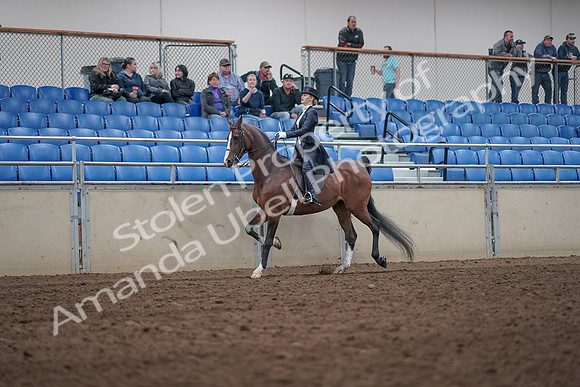 2019 Morgan Horse Show - Aug 31, 2019 - 20480