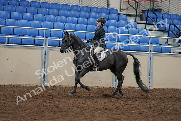 2020 - AB Morgan Horse - Sun, Sept 06 - 07776