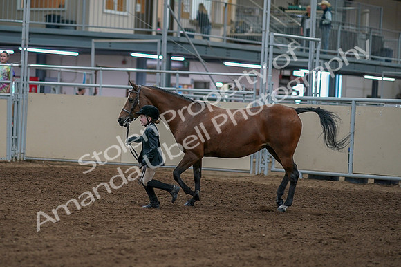 2020 - AB Morgan Horse - Fri, Sept 04 - 00753