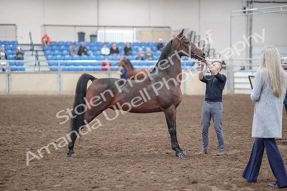 2019 Morgan Horse Show - Aug 31, 2019 - 01366