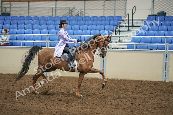 2020 - AB Morgan Horse - Fri, Sept 04 - 05185