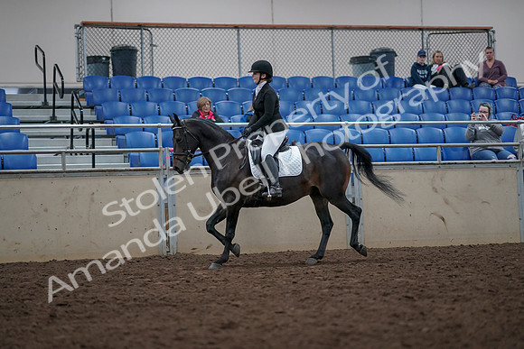 2019 Morgan Horse Show - Aug 31, 2019 - 16539