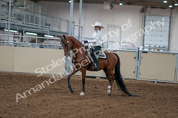 2020 - AB Morgan Horse - Fri, Sept 04 - 03469
