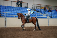 2020 - AB Morgan Horse - Fri, Sept 04 - 03480