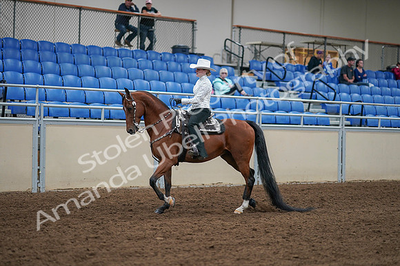 2020 - AB Morgan Horse - Fri, Sept 04 - 03480