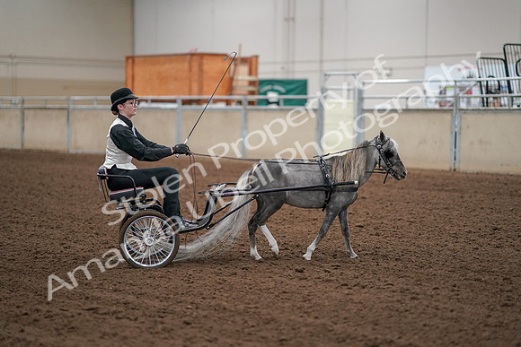 2019 Morgan Horse Show - Aug 30, 2019 - 13356