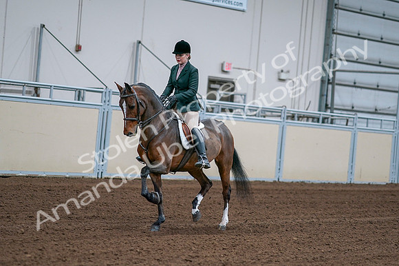 2020 - AB Morgan Horse - Fri, Sept 04 - 01685