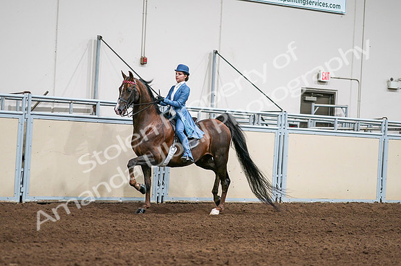 2020 - AB Morgan Horse - Fri, Sept 04 - 04927