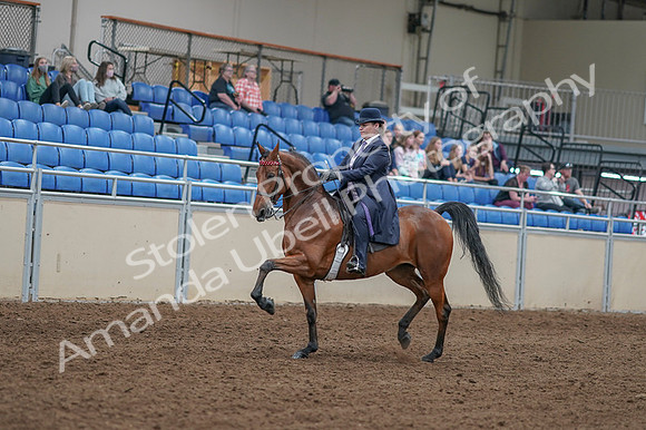 2020 - AB Morgan Horse - Fri, Sept 04 - 11211