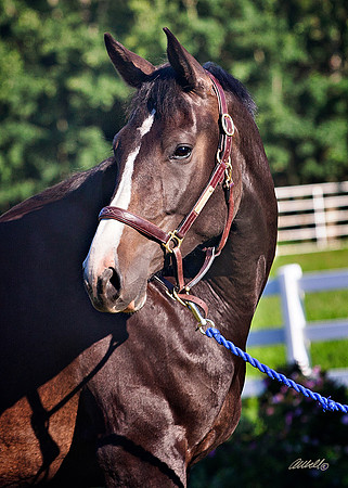 other breeds - 018