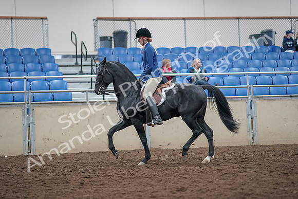 2019 Morgan Horse Show - Aug 31, 2019 - 16570