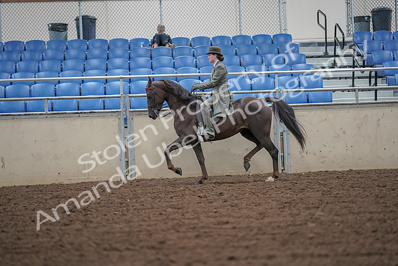 2019 Morgan Horse Show - Aug 30, 2019 - 15405