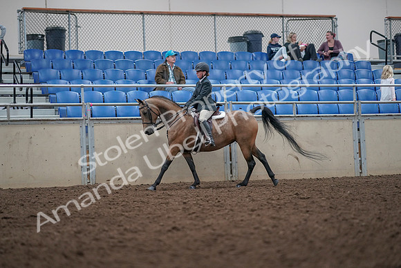 2019 Morgan Horse Show - Aug 31, 2019 - 15023