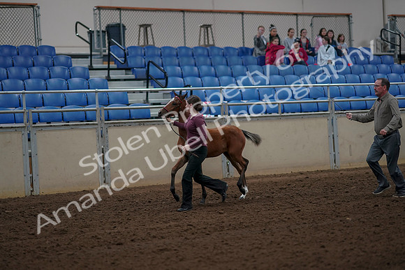 2019 Morgan Horse Show - Aug 30, 2019 - 24684