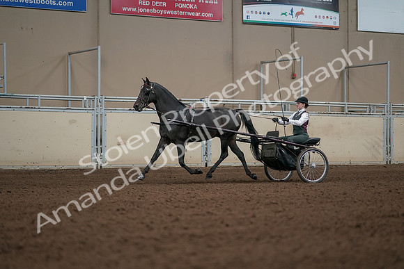 2019 Morgan Horse Show - Aug 31, 2019 - 04685