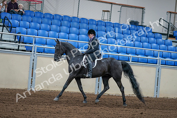 2020 - AB Morgan Horse - Fri, Sept 04 - 01530