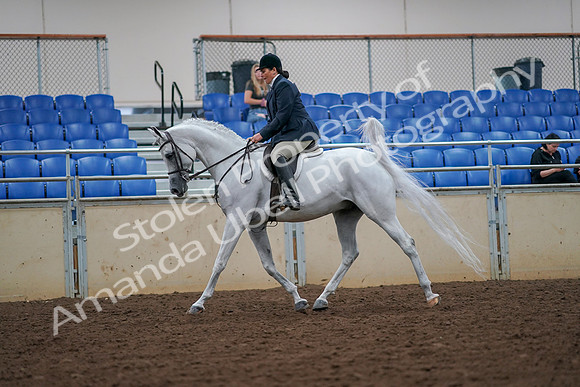 2019 Morgan Horse Show - Aug 30, 2019 - 17307