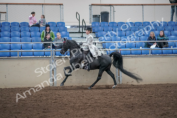 2019 Morgan Horse Show - Aug 31, 2019 - 09504